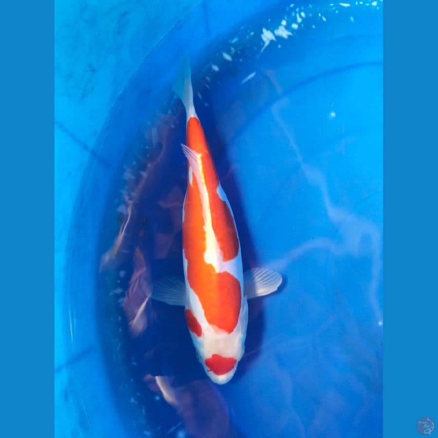 kohaku