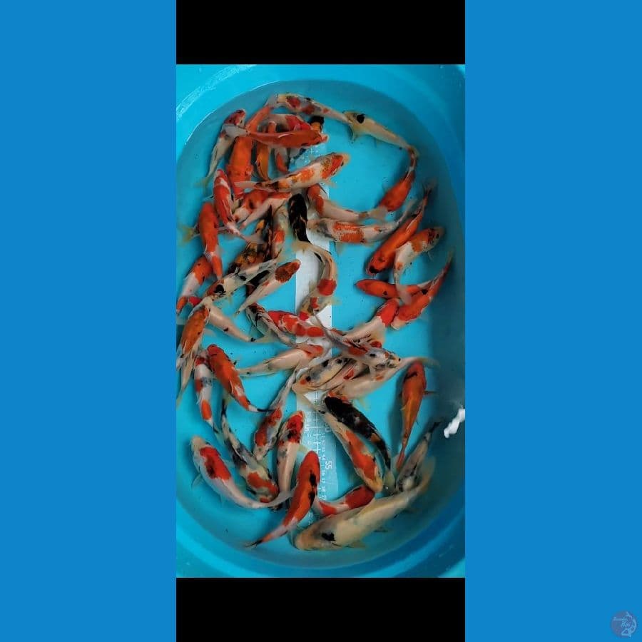 Showa mix 50 ekor 15-20cm