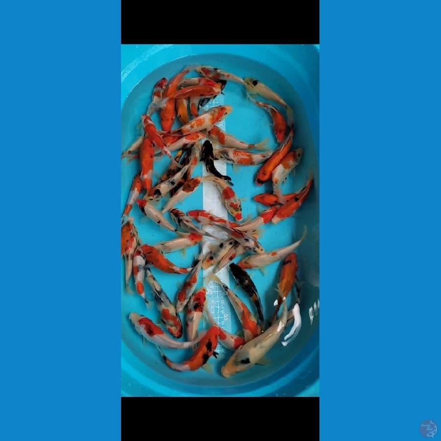 Showa mix 50 ekor 15-20cm