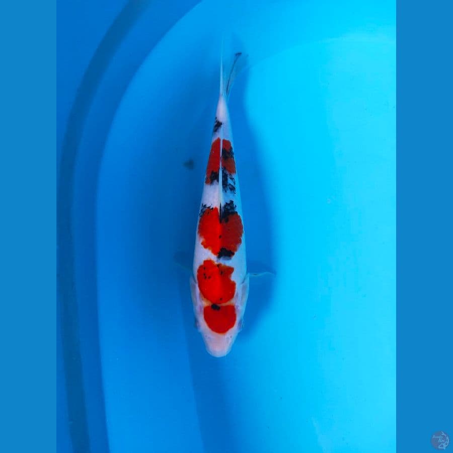 SANKE MARUTEN 29CM MALE