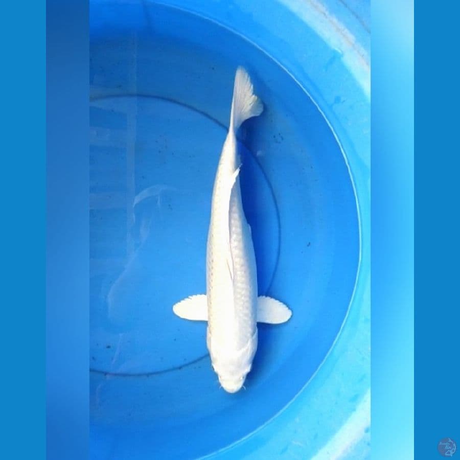 Platinum putih salju 38 cm