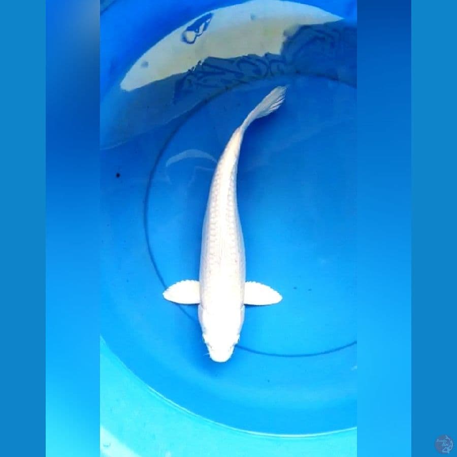 Platinum putih bersih 35 cm
