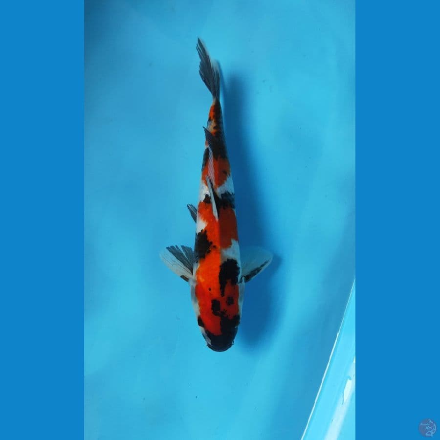 SHOWA MALE 33CM