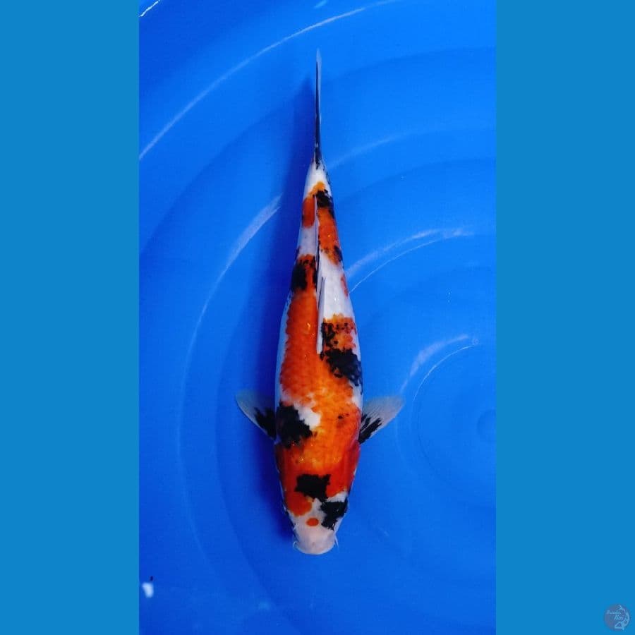 showa 31cm