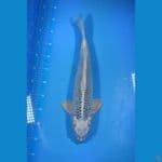 jumbo Gin Matsuba 46cm Female