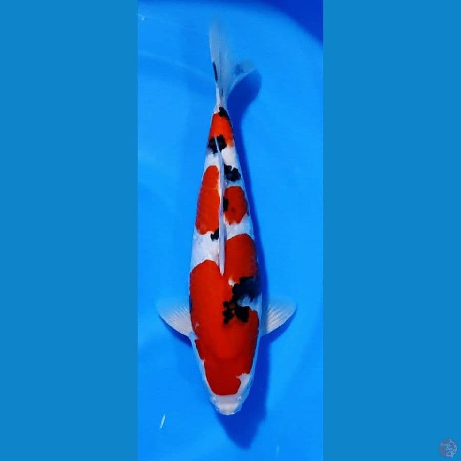 Thaiso sansoku SQ 35 cm male 
