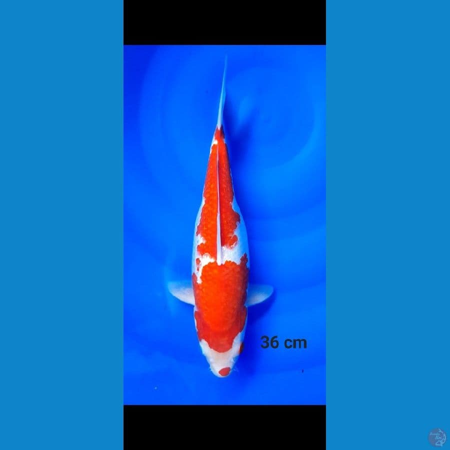 kohaku ginrin