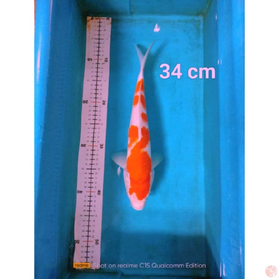 kohaku ori 34cm