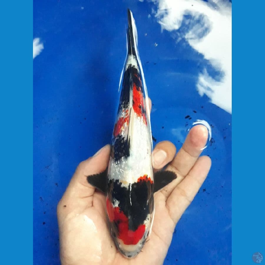 MALE SHOWA GINRIN 22cm