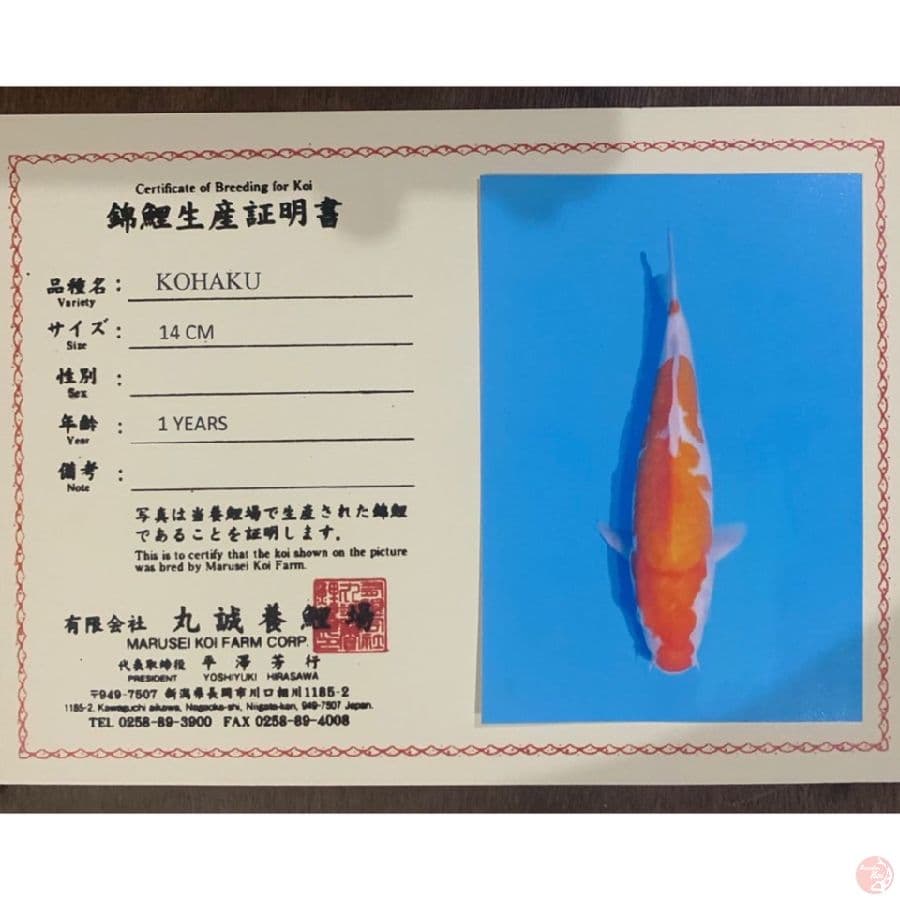 marusei kohaku 40bu 