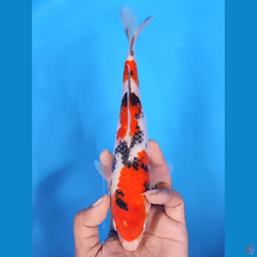 SANKE BAHAN KEEP~24CM/MALE~