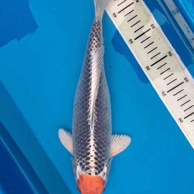 Tancho Kujaku 36 cm
