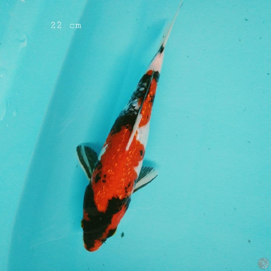 showa 22 cm