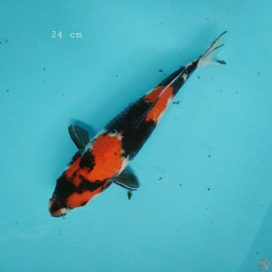 showa 24 cm