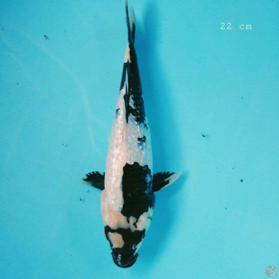 shiro 22 cm