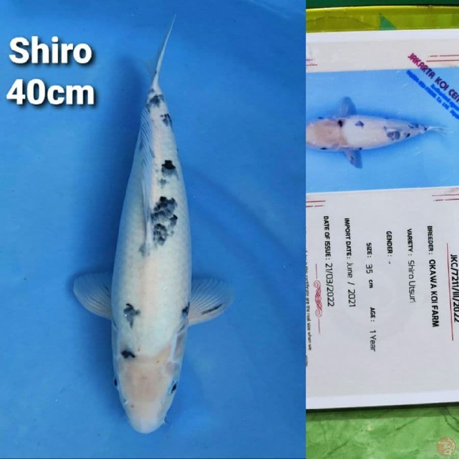 OKAWA SHIRO 40CM