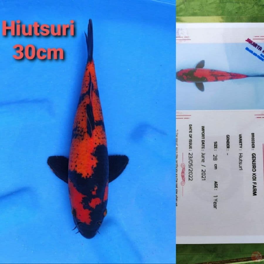 GENJIRO HIUTSURI 30CM SERTI