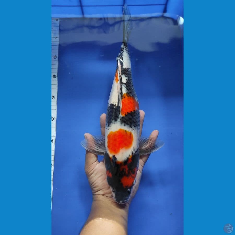 #MARUTEN SHOWA MANTAB #SIZE 37 CM 