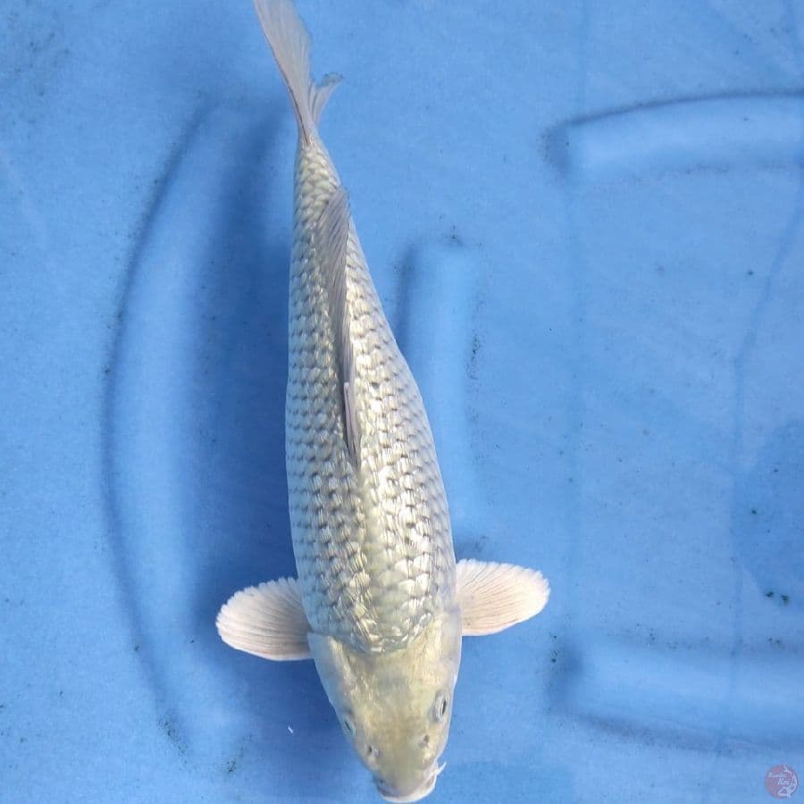 #SORAGOI BERPUNUK #SIZE 36 CM BODY BADAK