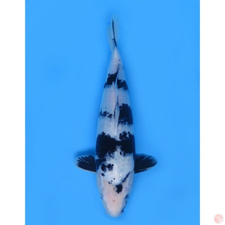 50cm , F1 Shiro Tategoi