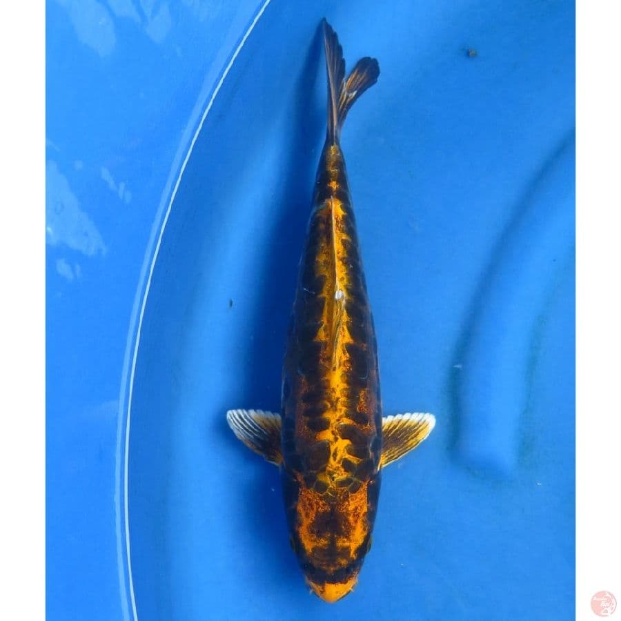 34cm , Kin Kabuto Sisik Naga