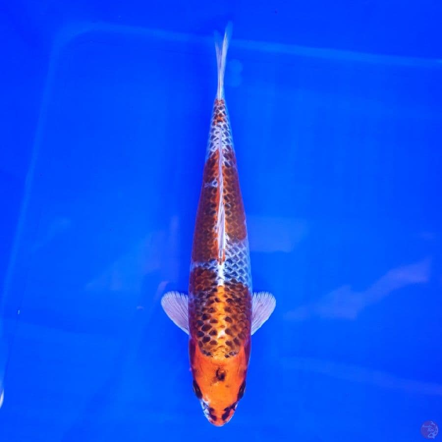 Kujaku 28cm