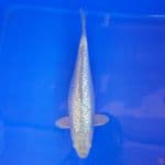 Soragoi Ginrin Bulky 28cm