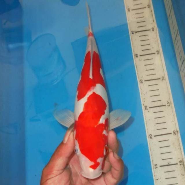 KOHAKU MAWAR