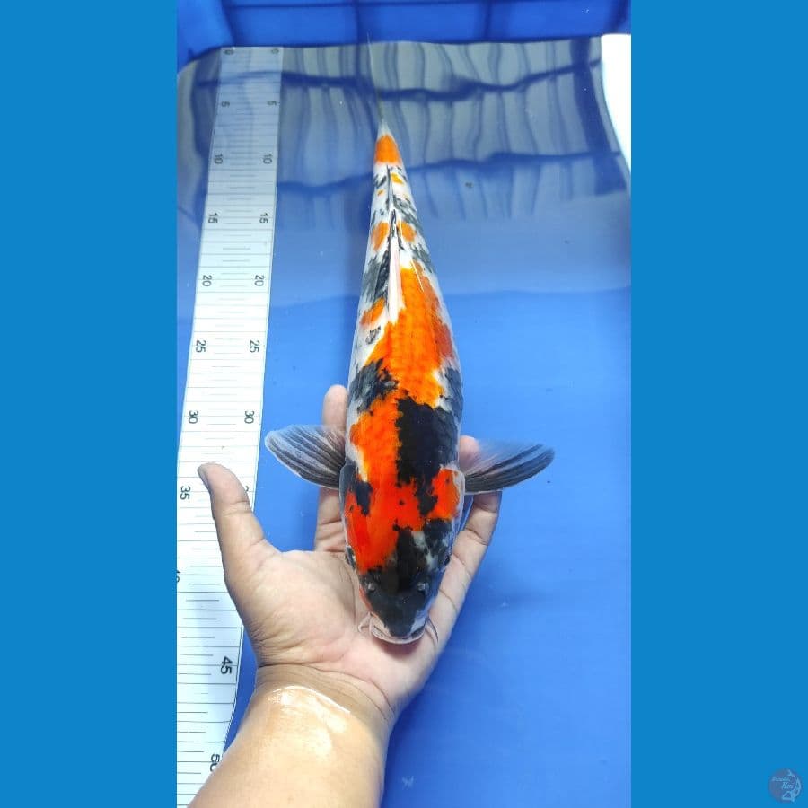 #SHOWA SANSOKU #SIZE 38 CM PEJANTAN
