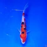 Doitsu Sanke 12cm