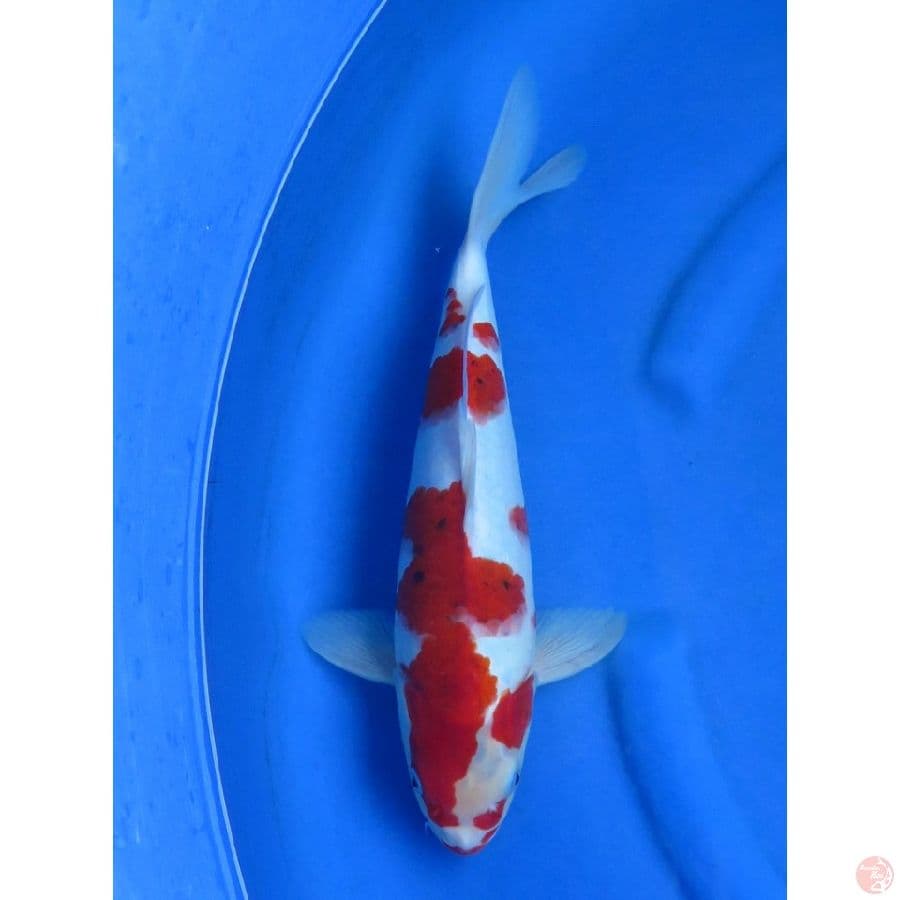 38cm , Ai Goromo