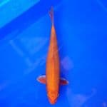 Orenji Ogon 29cm