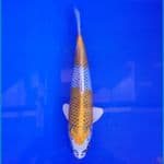 Yellow Kujaku Male 27cm