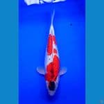 ANTIQ MARUTEN GOSIKI 33 CM F 
