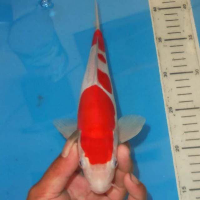 KOHAKU CEPLOK CEPLOK