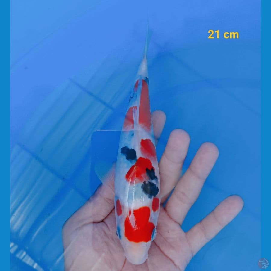 calon super 21 cm