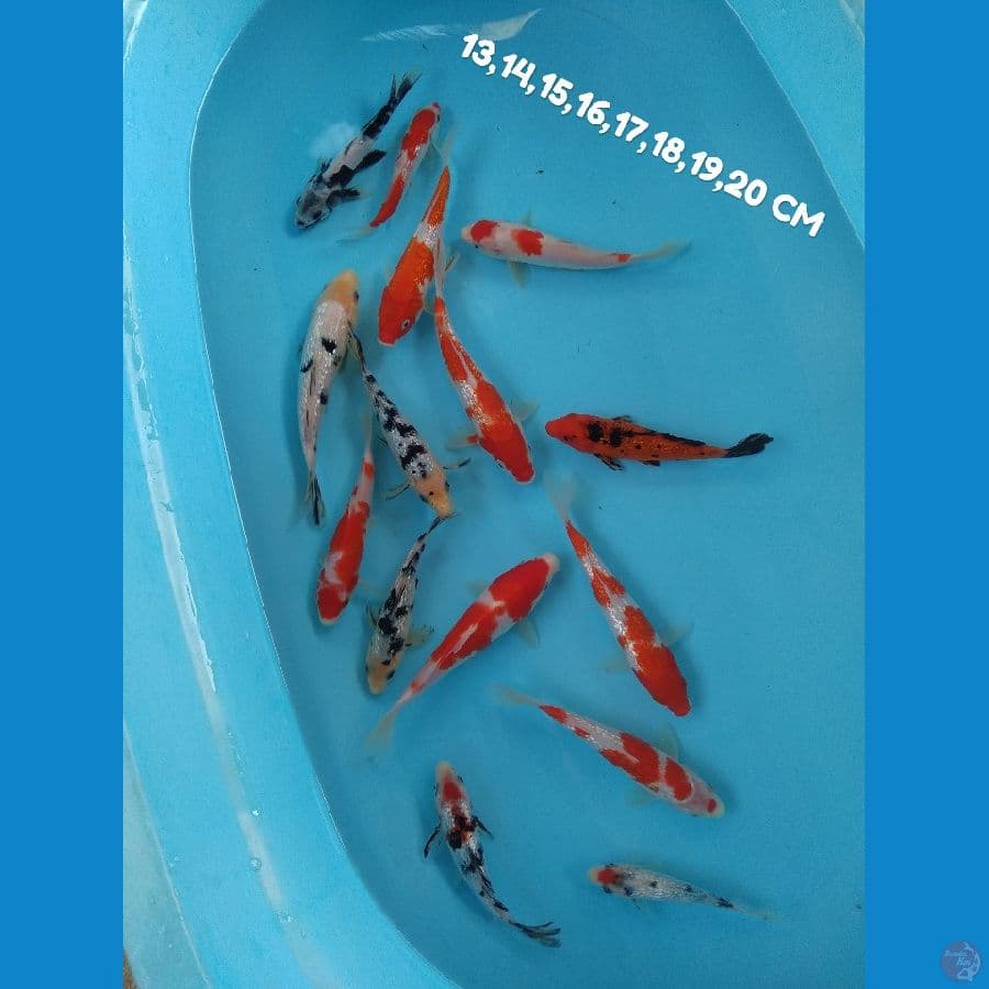 paket 15 ekor mix SQ, HQ