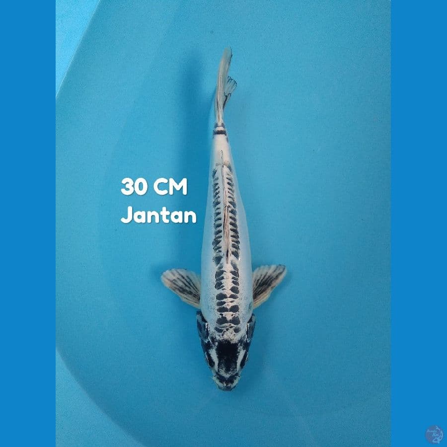 kiko ring bagus jantan 30 cm hq 
