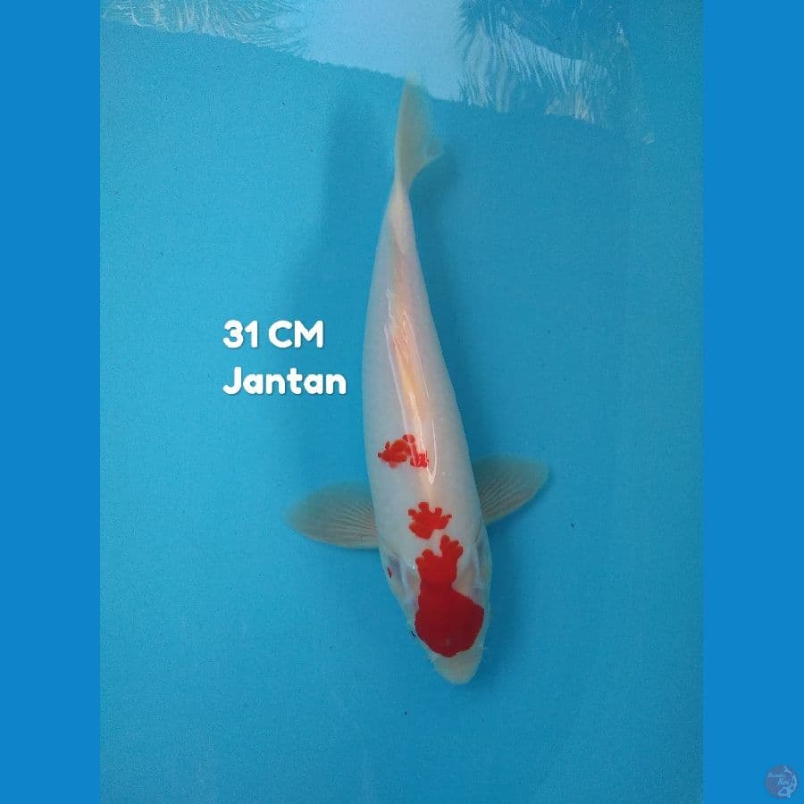thancho 31 cm jantan original