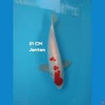 thancho 31 cm jantan original 