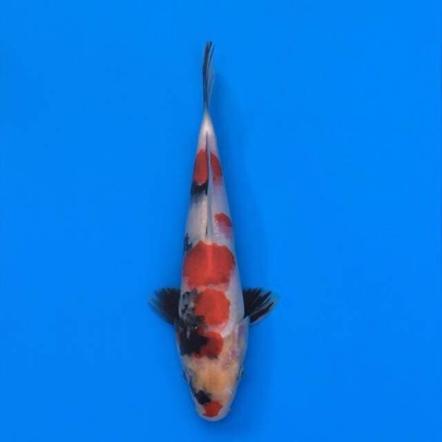showa tategoi