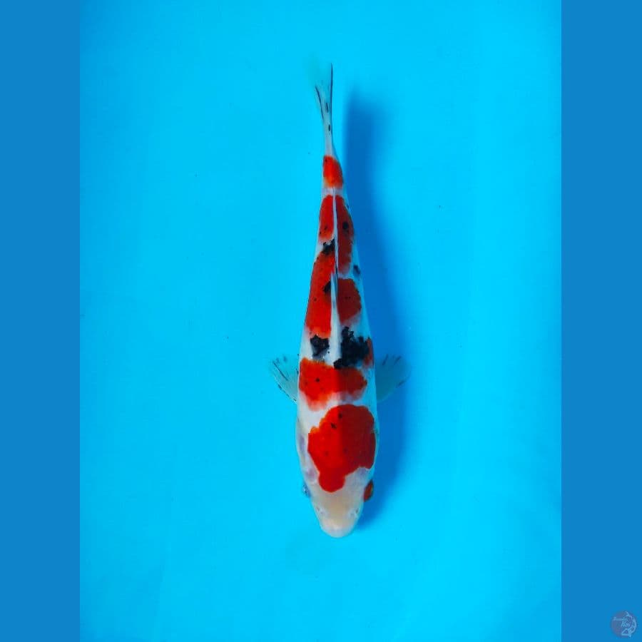 SANKE ORI HQ 29CM MALE