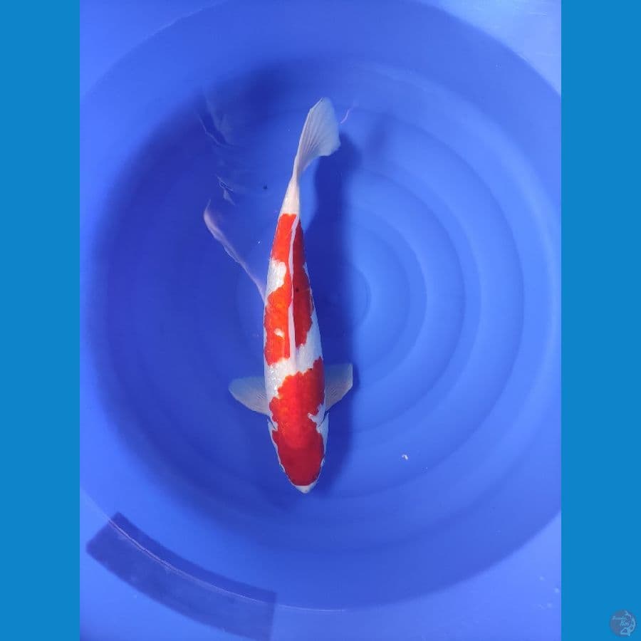 KOHAKU KINGRIN 50 BU