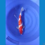 KOHAKU KINGRIN 50 BU