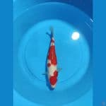 KOHAKU 37 CM 