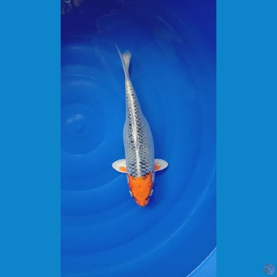 Bahan tancho kujaku 32 cm 