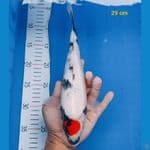 tancho 29cm