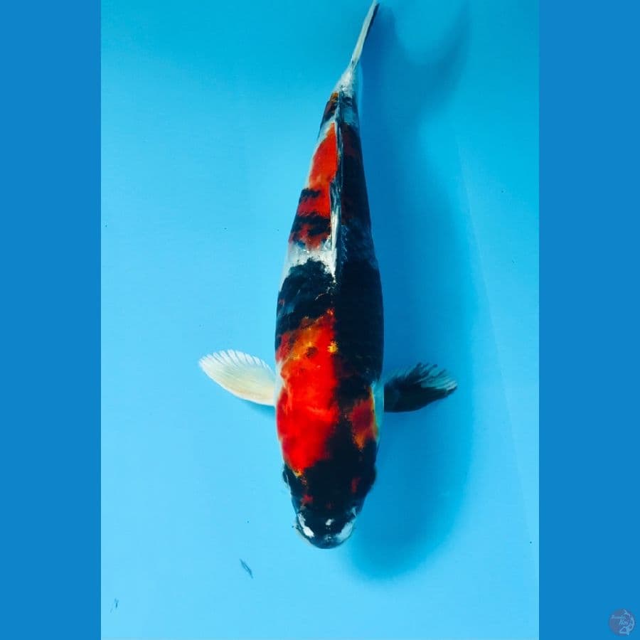 showa hikari 22cm