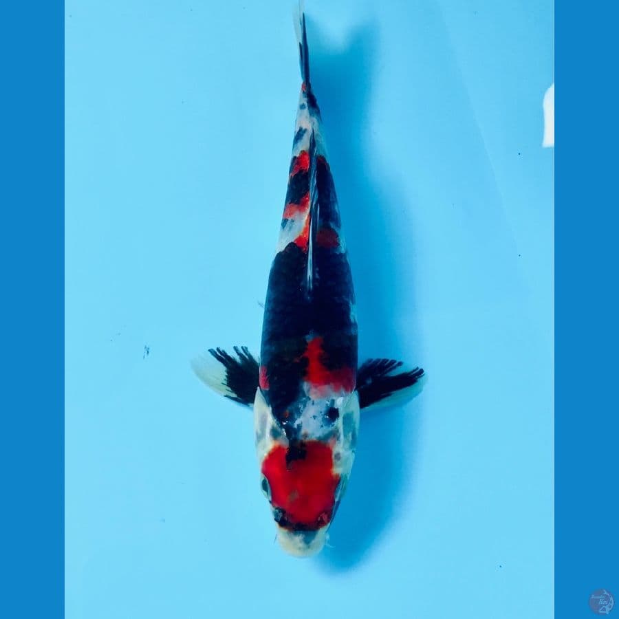 maruten showa 17cm