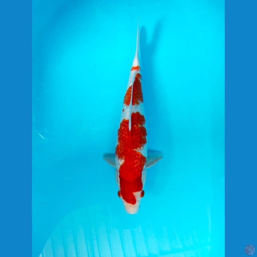 KOHAKU GINRIN ORI 33CM MALE